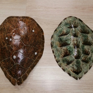 Sea Turtle Shells