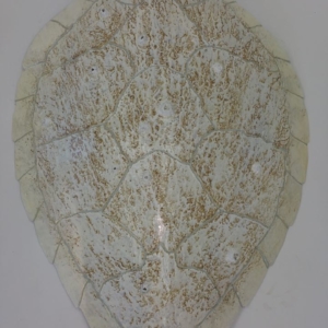 White turtle shell