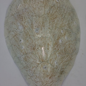 White turtle shell
