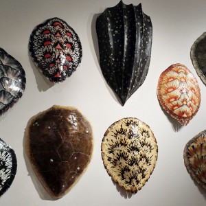 Sea Turtle Shells Collection
