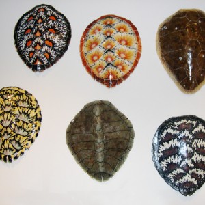 Sea Turtle Shells Collection