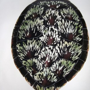 Loggerhead Sea Turtle Shell