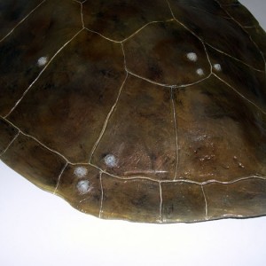 Loggerhead Sea Turtle Shell Detail