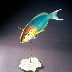 Yellow-Headed Wrasse Sculpture [approx. 16in]