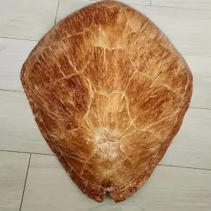 Sea Turtle Shell by Ed Koehler Designs