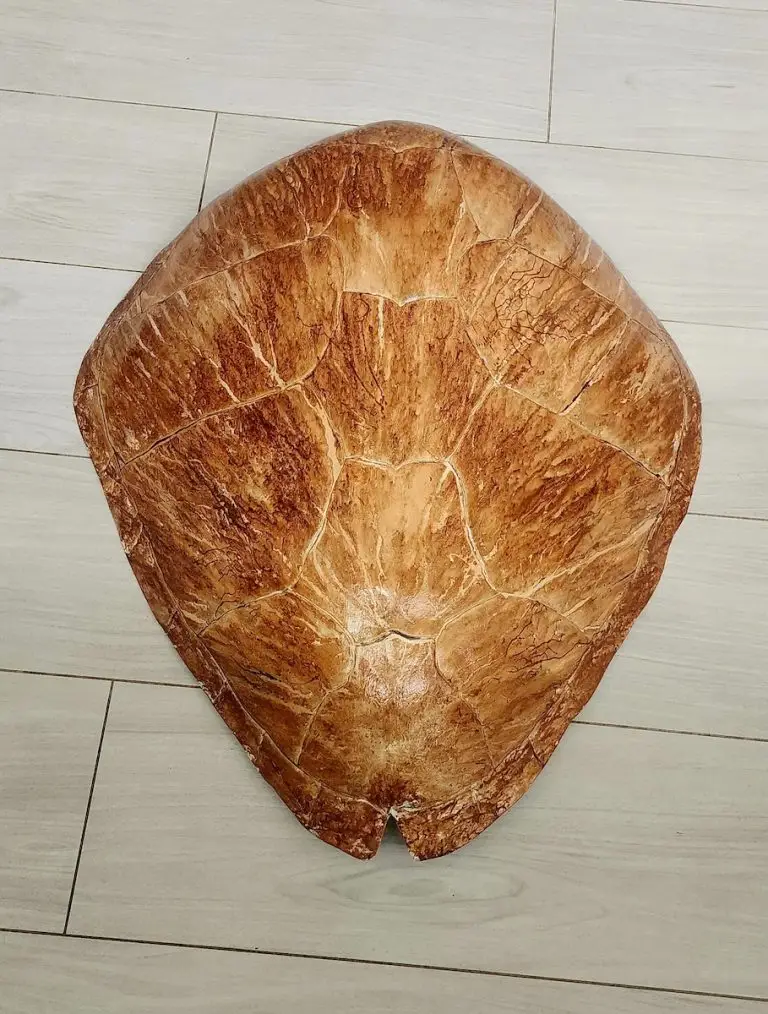 Sea Turtle Shell by Ed Koehler Designs