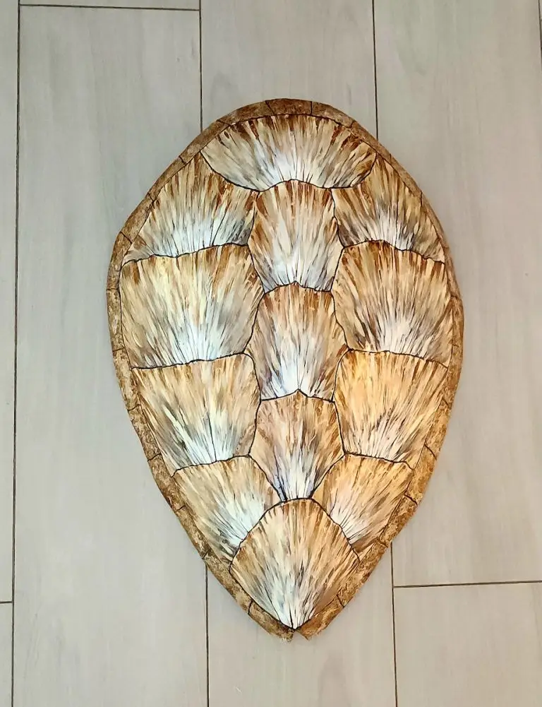 Sea Turtle Shell by Ed Koehler Designs