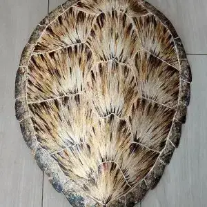 Sea Turtle Shell by Ed Koehler Designs