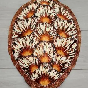 Sea Turtle Shell by Ed Koehler Designs
