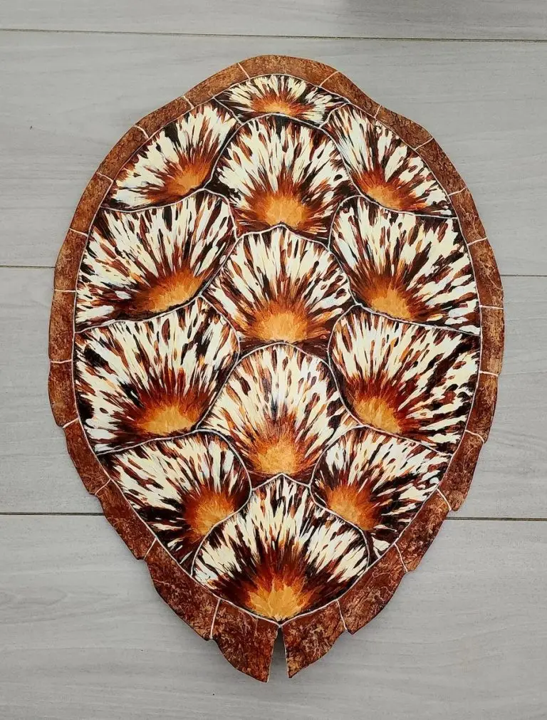 Sea Turtle Shell by Ed Koehler Designs