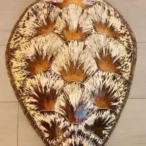 Sea Turtle Shell bu Ed Koehler Designs, Naples Florida