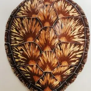 Sea Turtle Shell #146