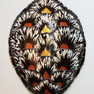 Sea Turtle Shell #145