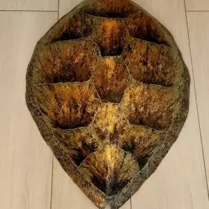 Sea Turtle Shell #150