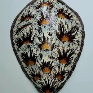 Sea Turtle Shell #147