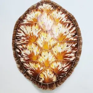 Sea Turtle Shell #144