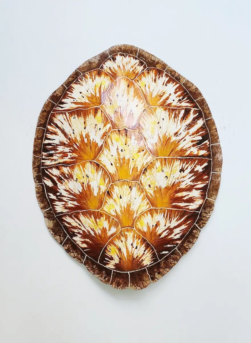 Sea Turtle Shell #144