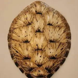 Sea Turtle Shell #143