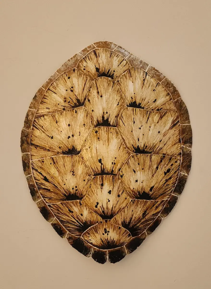 Sea Turtle Shell #143