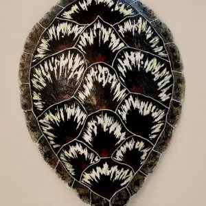 Sea Turtle Shell #142