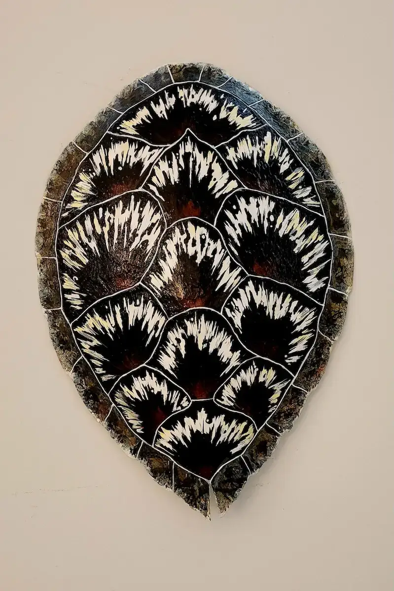 Sea Turtle Shell #142