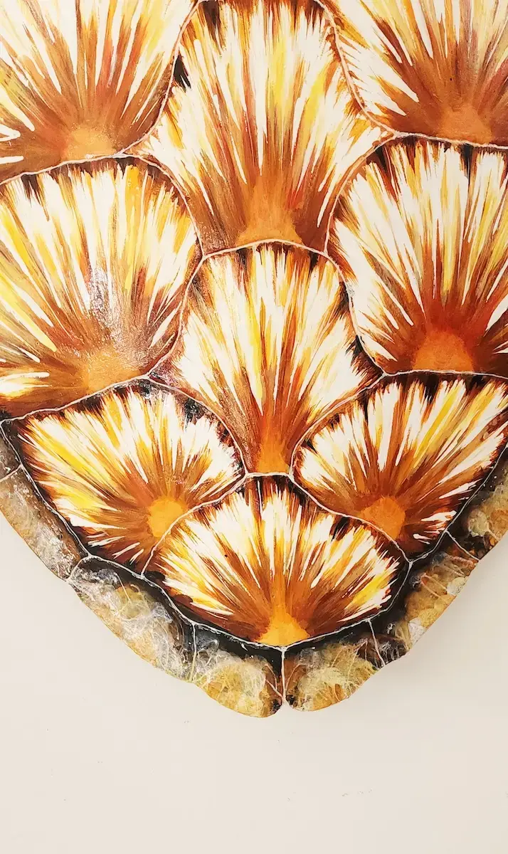 Sea Turtle Shell #139 - Image 2