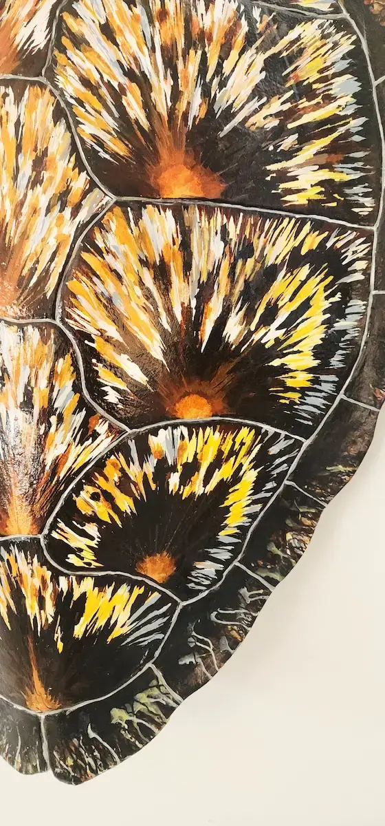 Sea Turtle Shell #138 - Image 2