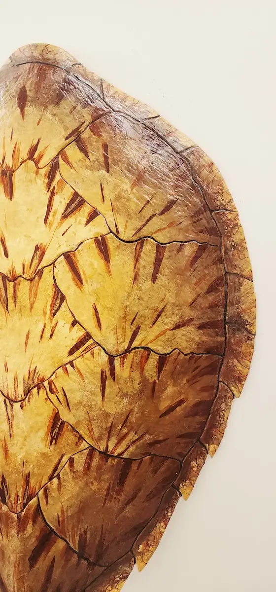 Sea Turtle Shell #140 - Image 3