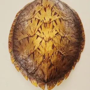 Sea Turtle Shell #140