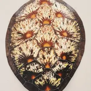 Sea Turtle Shell #137