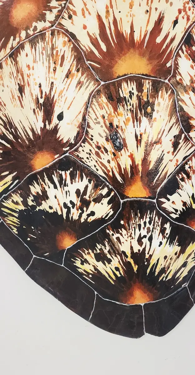 Sea Turtle Shell #137 - Image 2