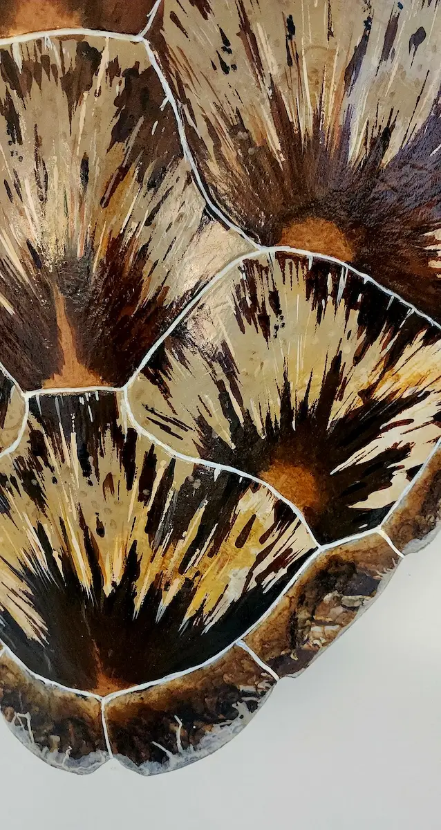 Sea Turtle Shell #141 - Image 2