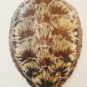 Sea Turtle Shell #141