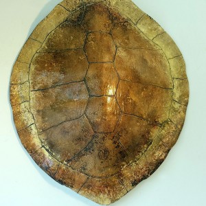 Sea Turtle Shell