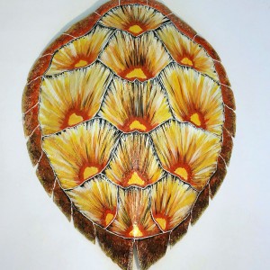 Sea Turtle Shell