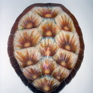 Hawksbill Green Sea Turtle Shell