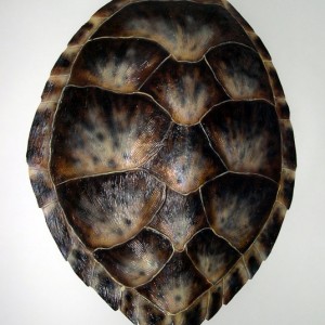 Hawksbill Sea Turtle Shell [31in x 24in]