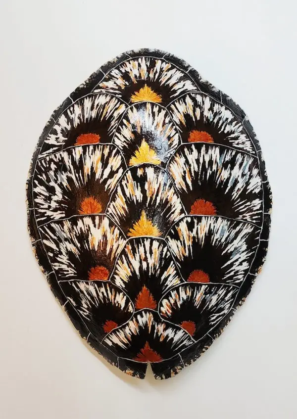 Sea Turtle Shell #145 | Ed Koehler Designs