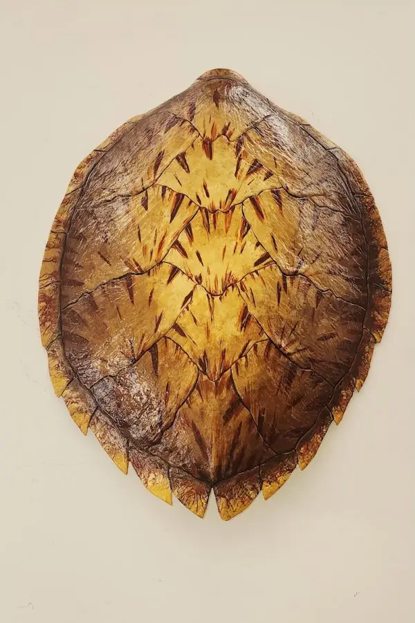 Sea Turtle Shell #140 | Ed Koehler Designs