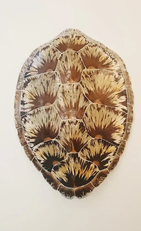 See Turtle Shell Sea Turtle Shell #141 | Ed Koehler Designs